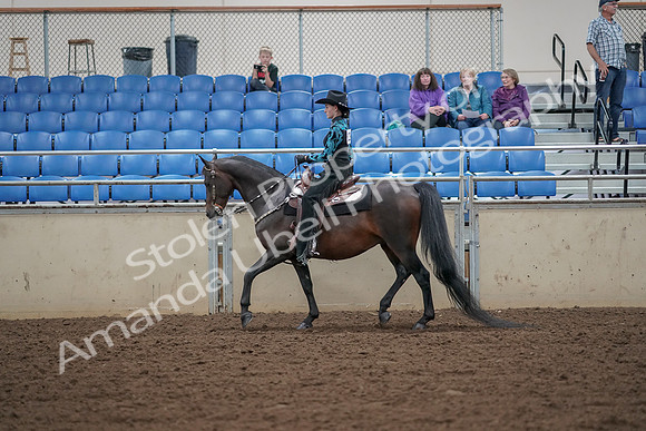 2019 Morgan Horse Show - Aug 30, 2019 - 25891