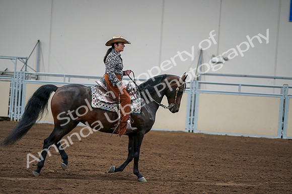 2020 - AB Morgan Horse - Fri, Sept 04 - 00334
