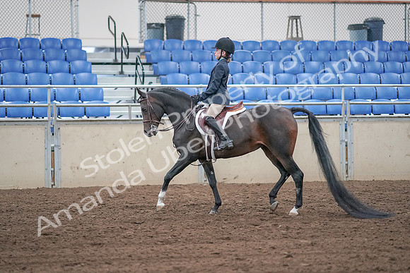 2019 Morgan Horse Show - Sept 01, 2019 - 05480