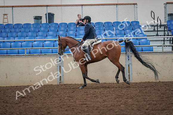 2019 Morgan Horse Show - Aug 30, 2019 - 16376