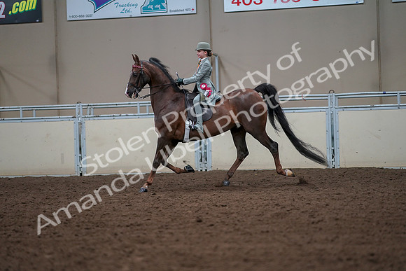 2019 Morgan Horse Show - Aug 30, 2019 - 18257