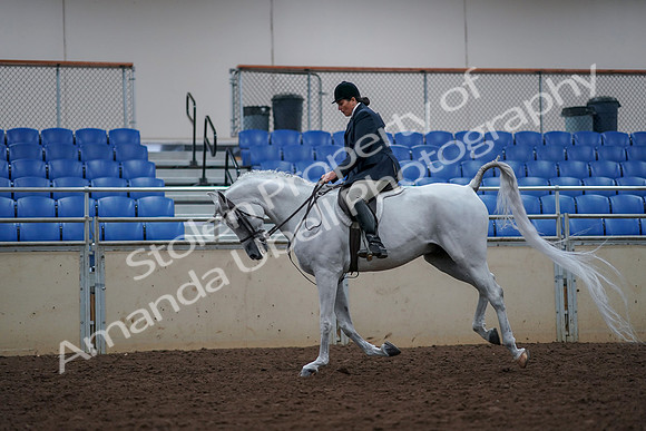 2019 Morgan Horse Show - Aug 30, 2019 - 17504