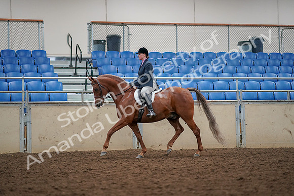 2019 Morgan Horse Show - Aug 30, 2019 - 22302