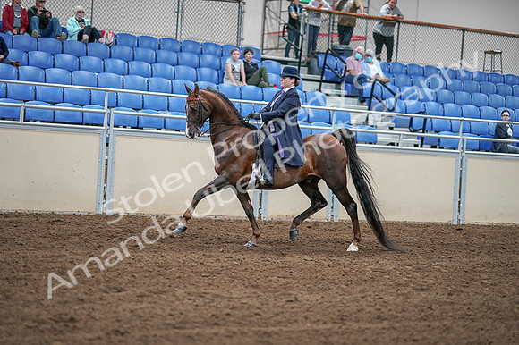 2020 - AB Morgan Horse - Fri, Sept 04 - 07893