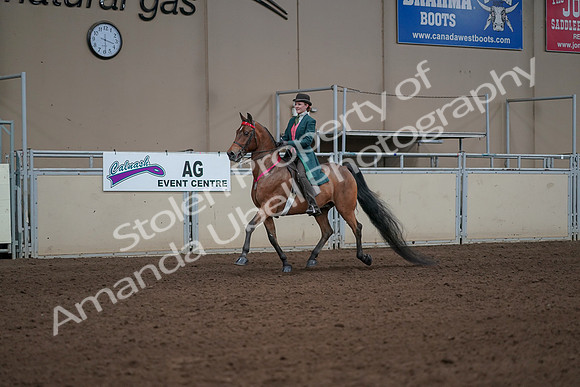2019 Morgan Horse Show - Sept 01, 2019 - 13451