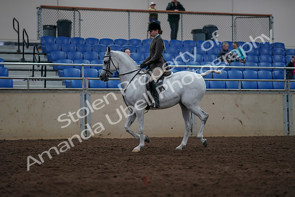 2019 Morgan Horse Show - Sept 01, 2019 - 08637