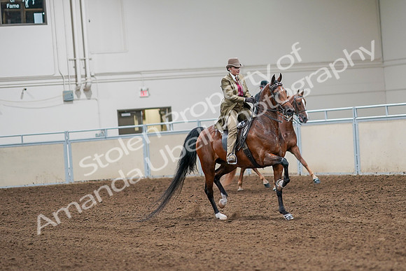 2020 - AB Morgan Horse - Sat, Sept 05 - 08217