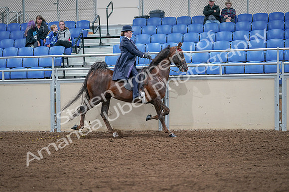 2020 - AB Morgan Horse - Fri, Sept 04 - 08087
