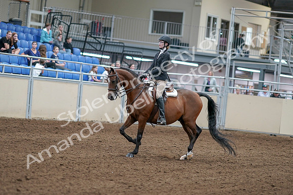 2020 - AB Morgan Horse - Fri, Sept 04 - 05856