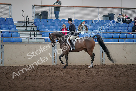 2019 Morgan Horse Show - Aug 31, 2019 - 15932