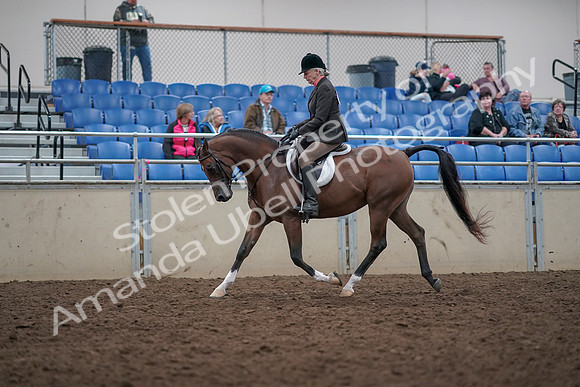 2019 Morgan Horse Show - Aug 31, 2019 - 15886