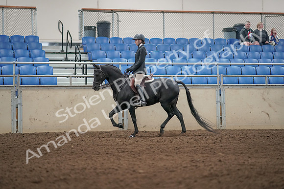 2019 Morgan Horse Show - Aug 31, 2019 - 04920