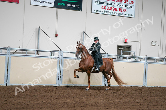 2020 - AB Morgan Horse - Sat, Sept 05 - 08033