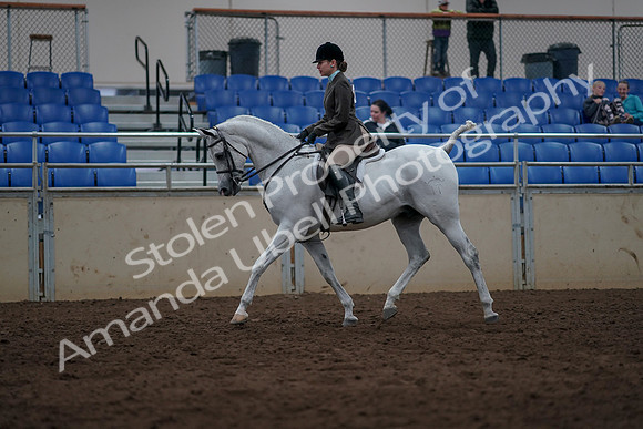 2019 Morgan Horse Show - Sept 01, 2019 - 08568