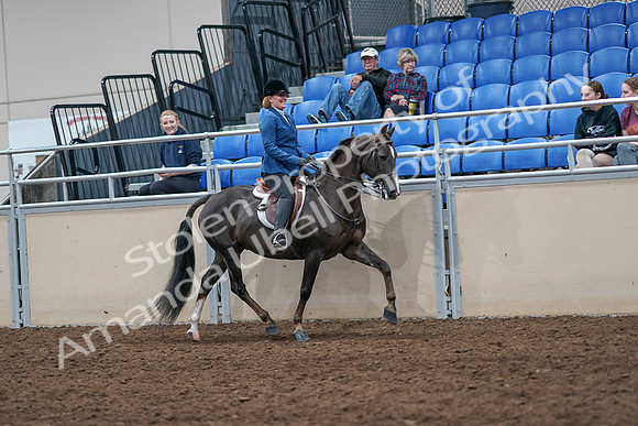 2020 - AB Morgan Horse - Sat, Sept 05 - 05200