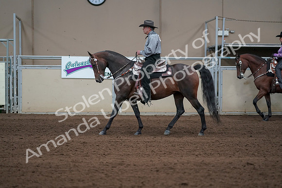 2019 Morgan Horse Show - Sept 01, 2019 - 06865