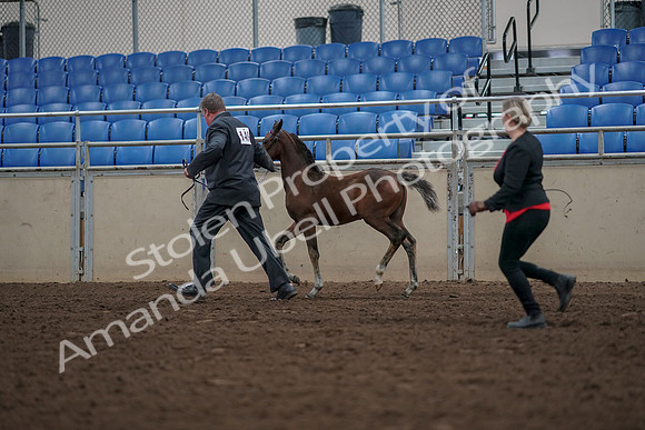 2019 Morgan Horse Show - Aug 31, 2019 - 00424
