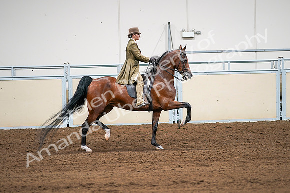 2020 - AB Morgan Horse - Sat, Sept 05 - 08208