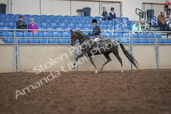 2019 Morgan Horse Show - Aug 30, 2019 - 20407