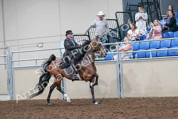 2020 - AB Morgan Horse - Sat, Sept 05 - 13209