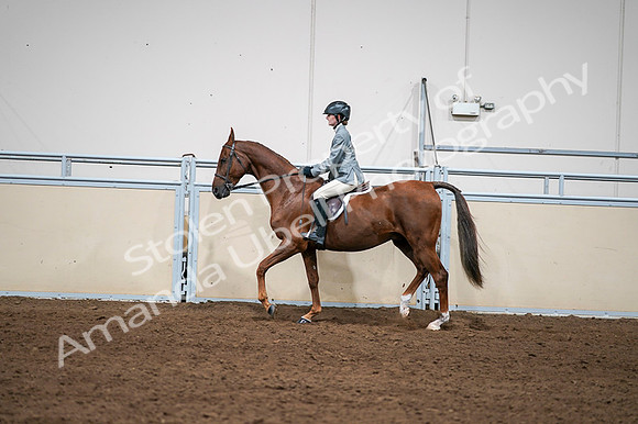 2020 - AB Morgan Horse - Fri, Sept 04 - 03053
