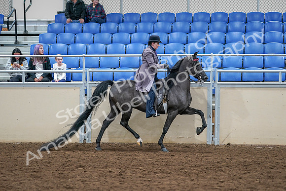 2020 - AB Morgan Horse - Sat, Sept 05 - 13842