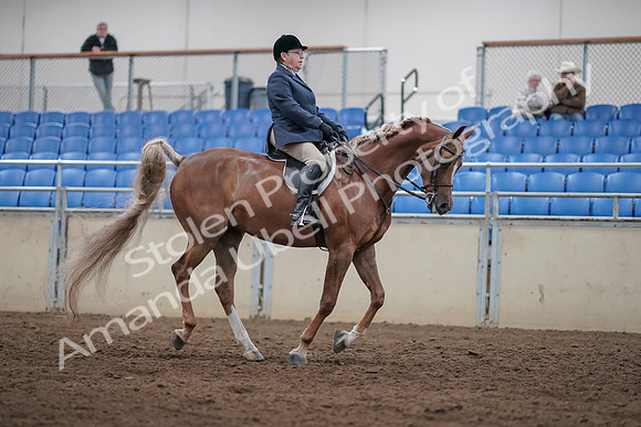 2019 Morgan Horse Show - Sept 01, 2019 - 08859