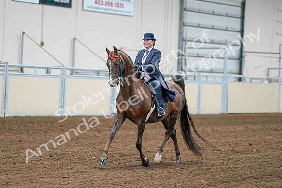 2020 - AB Morgan Horse - Fri, Sept 04 - 08193