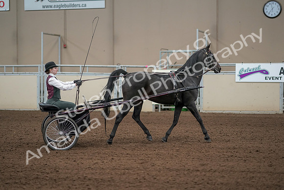 2019 Morgan Horse Show - Aug 31, 2019 - 04700