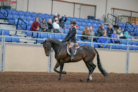 2020 - AB Morgan Horse - Sun, Sept 06 - 00889