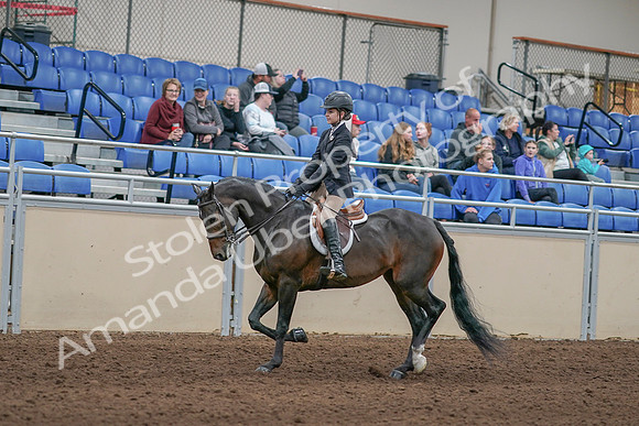 2020 - AB Morgan Horse - Sun, Sept 06 - 00889