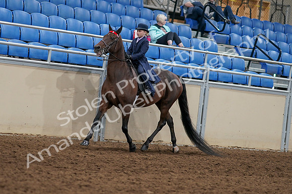 2020 - AB Morgan Horse - Fri, Sept 04 - 03630