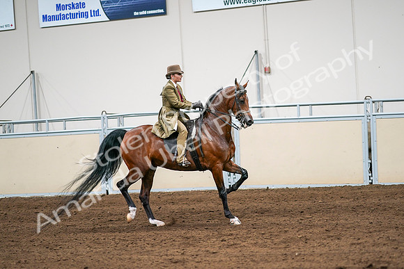 2020 - AB Morgan Horse - Sat, Sept 05 - 08187