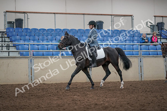 2019 Morgan Horse Show - Aug 31, 2019 - 07237