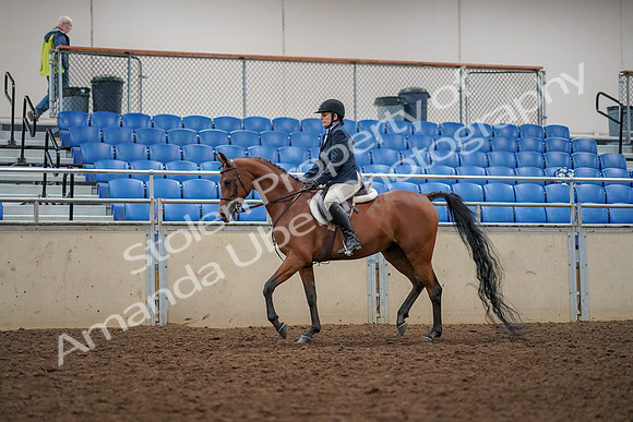 2019 Morgan Horse Show - Aug 30, 2019 - 22257