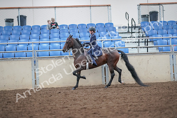 2019 Morgan Horse Show - Aug 30, 2019 - 17880