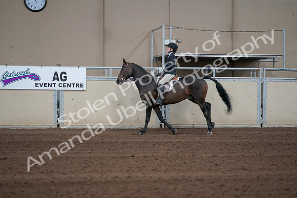 2019 Morgan Horse Show - Sept 01, 2019 - 03775