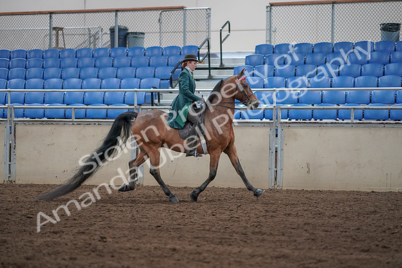 2019 Morgan Horse Show - Sept 01, 2019 - 13295