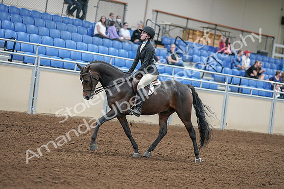 2020 - AB Morgan Horse - Fri, Sept 04 - 05830