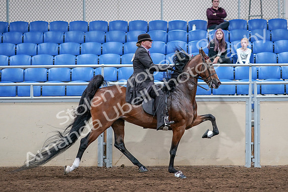 2020 - AB Morgan Horse - Sat, Sept 05 - 13245