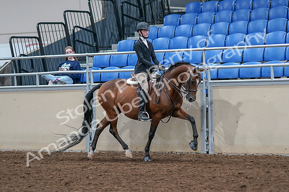 2020 - AB Morgan Horse - Fri, Sept 04 - 06108