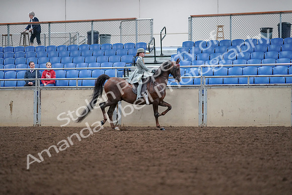 2019 Morgan Horse Show - Aug 30, 2019 - 18118