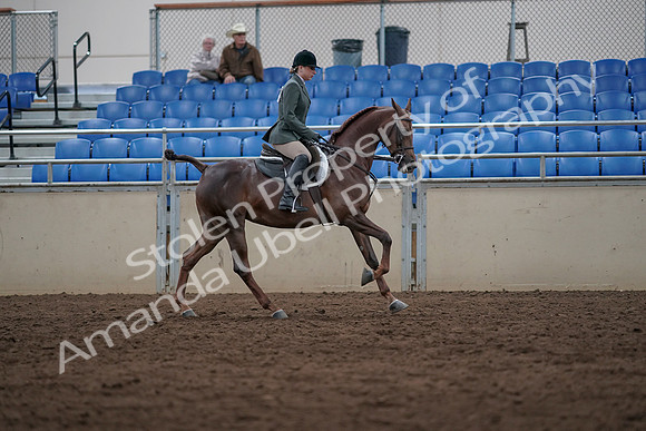 2019 Morgan Horse Show - Sept 01, 2019 - 08779