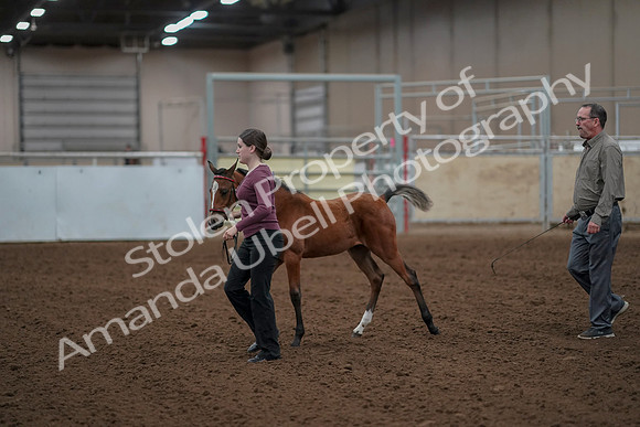2019 Morgan Horse Show - Aug 30, 2019 - 24783
