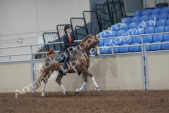 2020 - AB Morgan Horse - Fri, Sept 04 - 09854