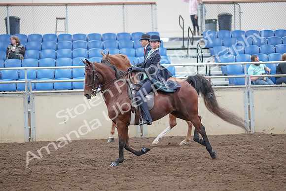 2019 Morgan Horse Show - Aug 31, 2019 - 08817