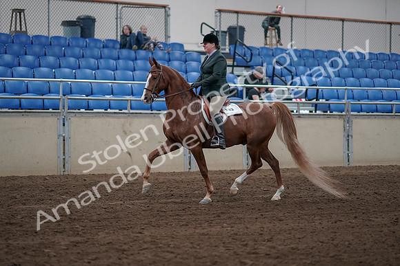 2019 Morgan Horse Show - Sept 01, 2019 - 12177