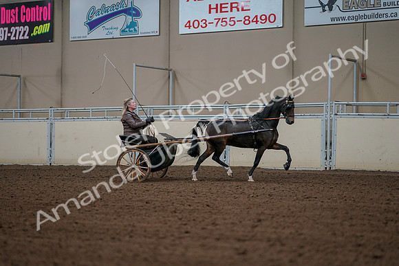 2019 Morgan Horse Show - Aug 30, 2019 - 13363
