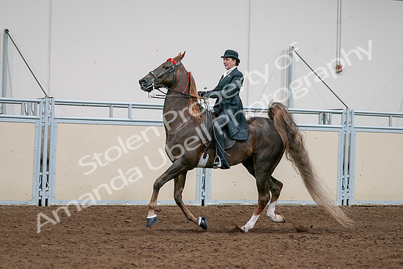 2020 - AB Morgan Horse - Sat, Sept 05 - 13126