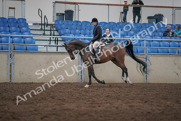 2019 Morgan Horse Show - Sept 01, 2019 - 08655